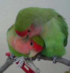 lovebird vet